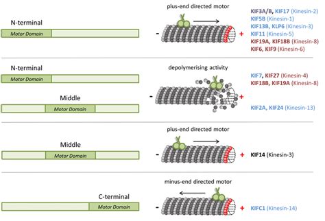 functional kinesin families kinesin family members kifs