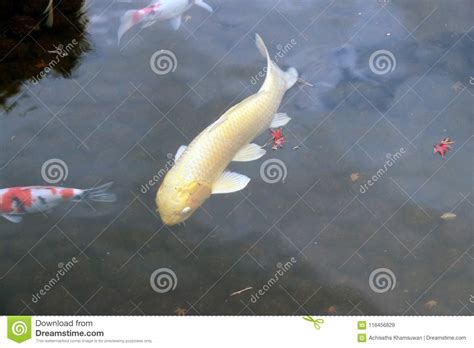 Golden Japanese Koi Fish In The Water Nishikigoi For Decorative