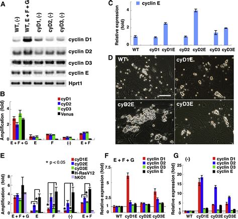 Genetic Reconstruction Of Mouse Spermatogonial Stem Cell Self Renewal