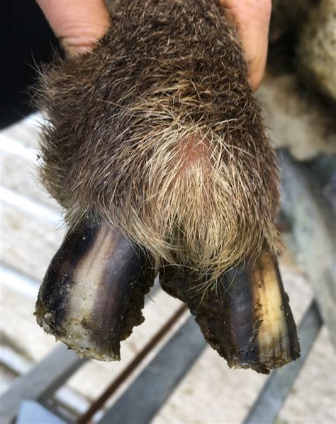 Sheep With Splayed Toes The Farming Forum