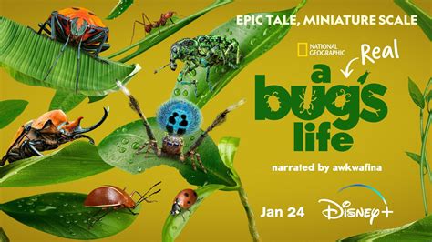 National Geographic S A Real Bug S Life Poster Released Disney Plus