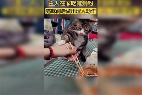 主人在家吃螺蛳粉，猫咪闻后做出埋屎的动作。萌娃萌宠笑翻天猫咪动作螺蛳