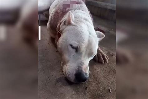 Cachorro é morto golpes de machado e polícia identifica autor