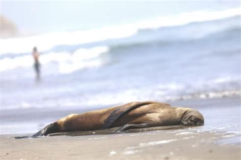 Reportan Lobos Marinos Varados En Playas Del Sur De Lima