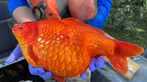 Once They Were Pets. Now Giant Goldfish Are Menacing the Great Lakes. - The New York Times