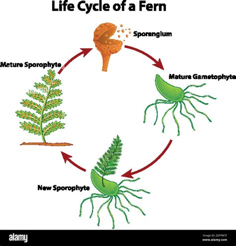 Fern Life Cycle Hi Res Stock Photography And Images Alamy