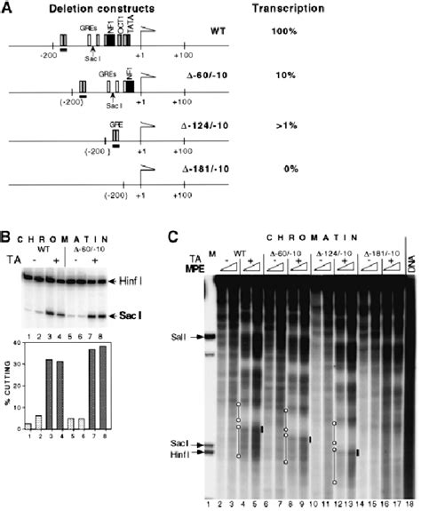 Nucleosome remodeling and establishment of nucleosome positioning are ...