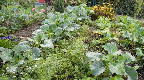 Bollwiller Des Jardins Partag S Renforcent La Coh Sion Dun Quartier