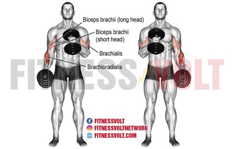 crossbody hammer curl muscles worked form benefits