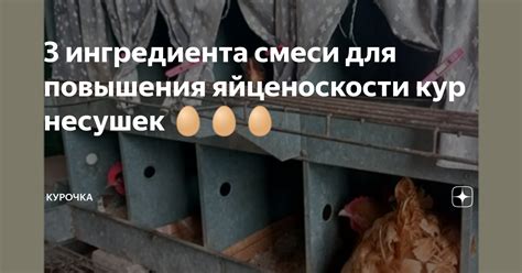 3 ингредиента смеси для повышения яйценоскости кур несушек 🥚🥚🥚 ...
