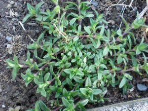 Mouse-Ear Chickweed: Identification and Control