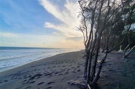 Keunikan Pantai Baru Bantul Pohon Cemara Udang Dan Kincir Angin