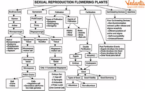 Reproduction In Plants Learn Important Terms And Concepts