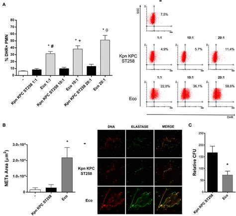 Frontiers Klebsiella Pneumoniae St258 Negatively Regulates The Oxidative Burst In Human