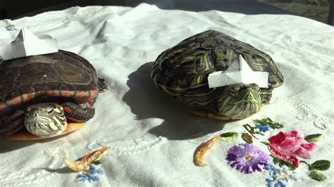 Turtles Wearing Paper Hats Youtube