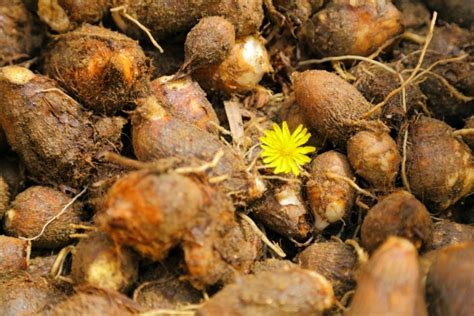 【初心者】里芋の栽培・育て方のコツ（芽出し・失敗しないコツ）｜【簡単】家庭菜園の始め方と初心者におすすめグッズ