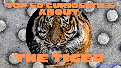 Top Curiosities About Tigers Youtube