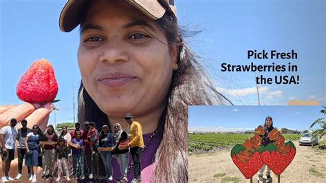 Strawberry Picking In Usa అమెరికాలో Strawberry Picking చూద్దాం రండి Youtube