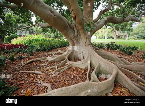 Moreton Bay fig tree - Sydney Stock Photo - Alamy