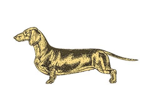 Breed Standard – Dachshund Club of America