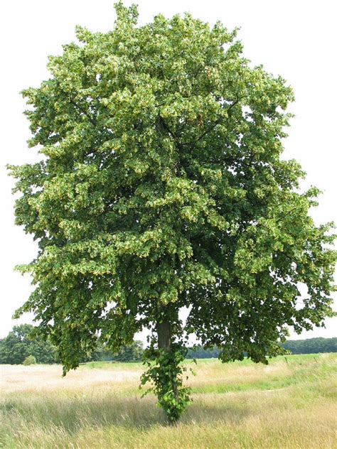 Tilia X Vulgaris Tilia Europaea Common Linden Dutch Treeguide At