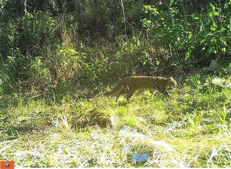 Cámaras trampa captan siete especies de mamíferos nativos en Cosquín