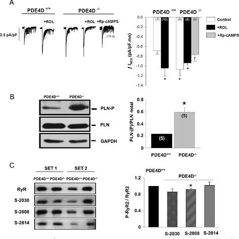 Figure 3 From Phosphodiesterase 4d Regulates Baseline Sarcoplasmic