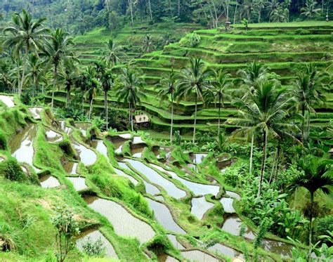 Bali Rice Terraces | The Travel Ninjas