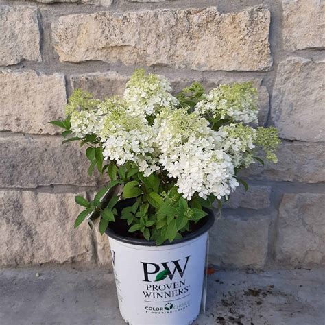 Bobo Hydrangea 2 Gallon Container Grimms Gardens