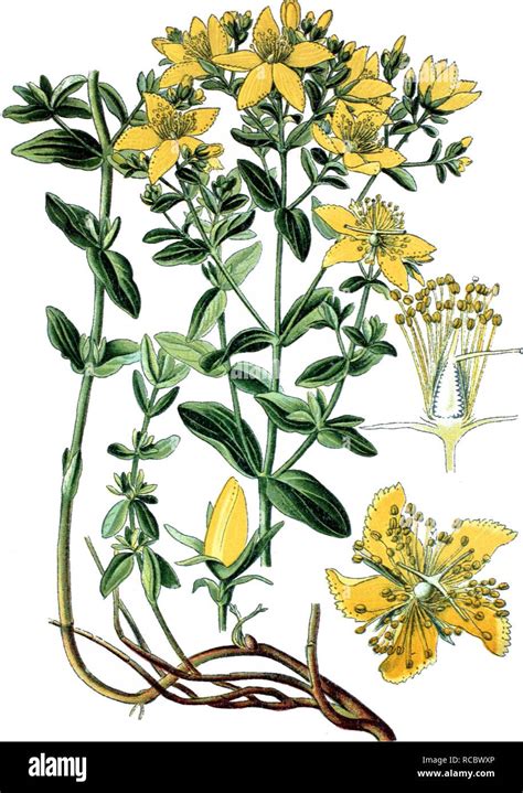 St John S Wort Hypericum Perforatum A Medicinal Plant Historical