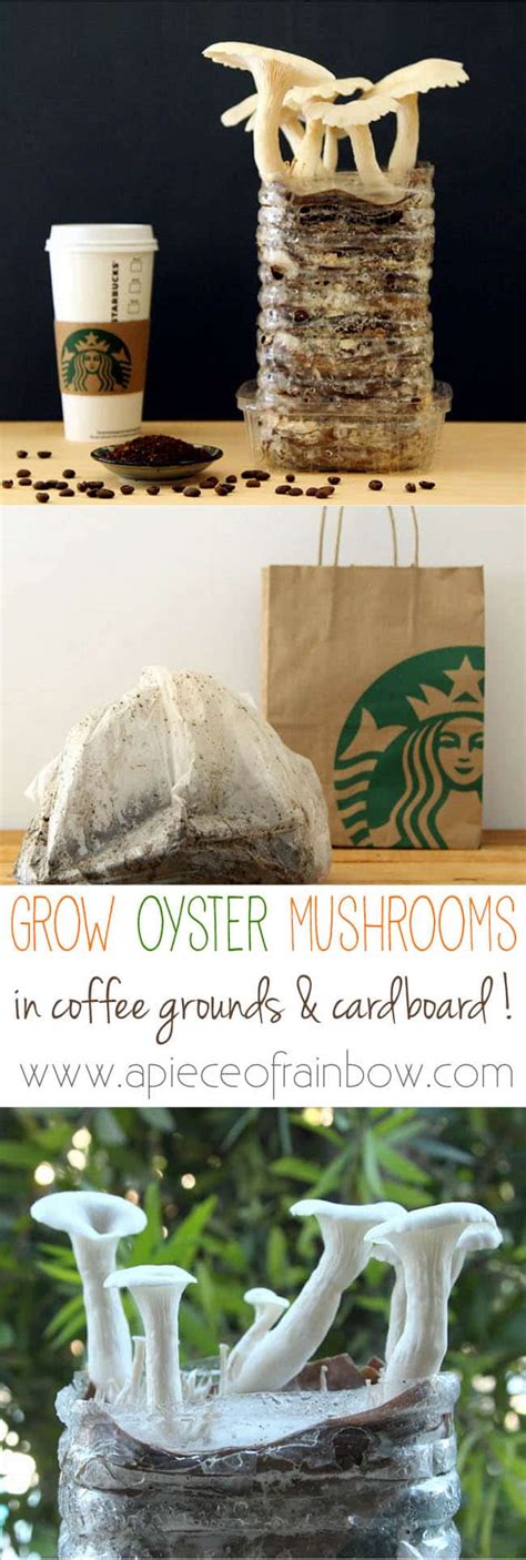 Grow Mushrooms In Coffee Grounds - A Piece Of Rainbow