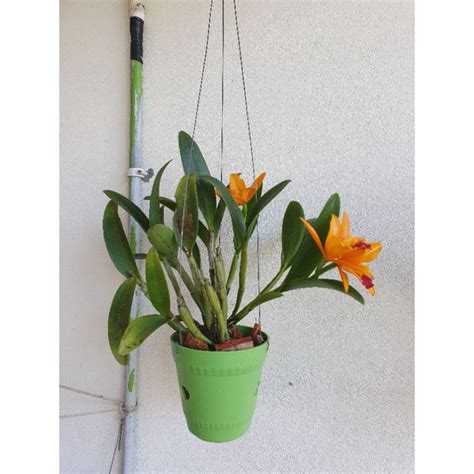 Orkid Cattleya Cattleya Orchids Cattleya Hybrid Saiz Pokok Dalam Pasu