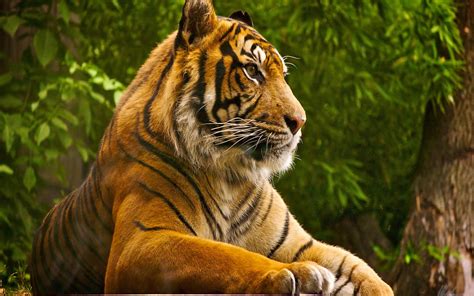 Lion Tiger Animals Nature Big Cats Hd Wallpaper Wallpaper Flare