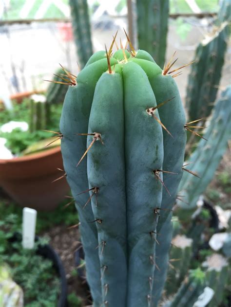 Trichocereus Bridgesii SCG 01