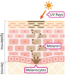 Melanocytes Melanin and More