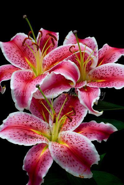 Types Of Lilies 8 Beautiful Cold Hardy Choices For The Garden Artofit