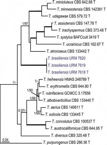 Phylogeny Based On The Combined Its Bena Cam And Rpb Data Set For