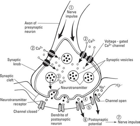 The Anatomy Of A Synapse Worksheet Answer Key Anatomy Worksheets