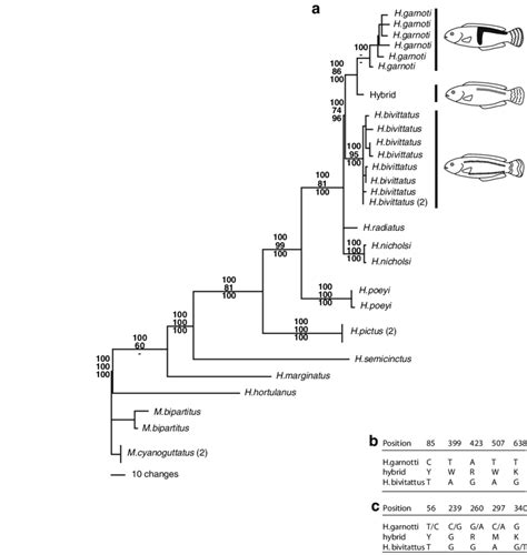 A Best S7 Ml Phylogram Showing Majority Rule Consensus Values For Mp Download Scientific