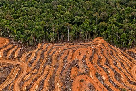 马来西亚的CIMB是否认真对待解决毁林问题 Mongabay 马来西亚 Malaysia