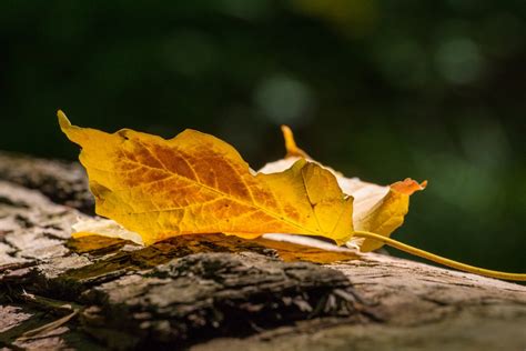 Kostenlose Foto Baum Natur Wald Ast Sonnenlicht Blatt Fallen