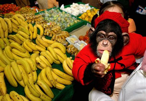 Chimpanzees Raised As Pets Have Behavioural Problems Lasting A Lifetime