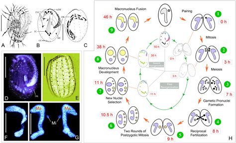 Frontiers Morphogenesis Of The Ciliature During Sexual Process Of Conjugation In The Ciliated