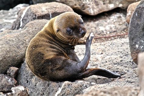 Baby Galapagos sea lion stock image. Image of nature - 46297785