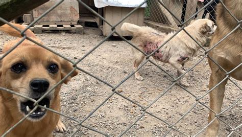 80 cães são resgatados de chácara de protetora em Quatro Barras