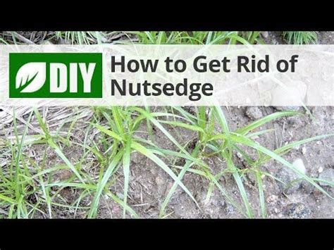 This Guide Can Help You Control Treat And Kill Nutsedge Nutgrass In