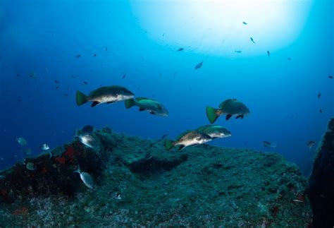 D Couvrez Les Fonds Marins Port Vendres Le Paradis Des Bulles