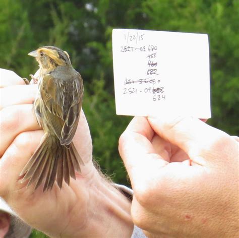 Coastal Georgia Birding: Marsh Sparrow Banding
