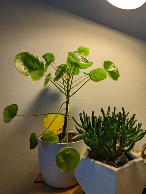 Chinese Money Plant Dropping Leaves Rplantclinic