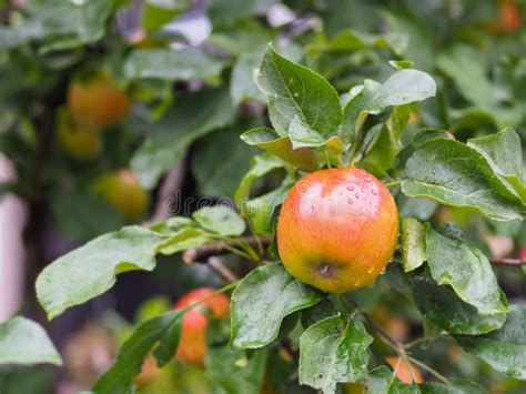 Fresh apple fruit on tree stock photo. Image of orchard - 138906306